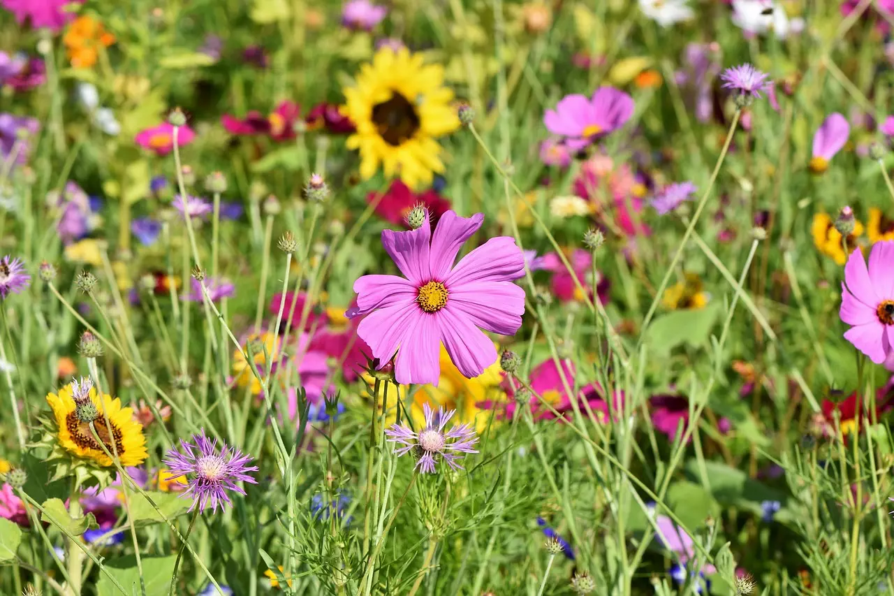 a field of multi-colored wildflowers - pink, light purple, yellow anemones, coreopsis, and other flowers