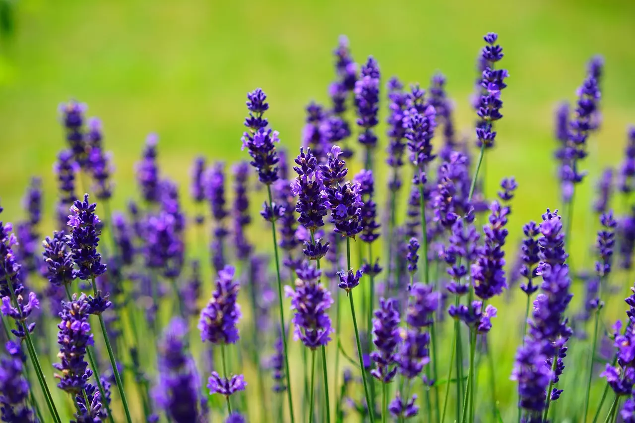 A field of purple flowers